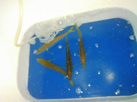 アジでイカ釣る